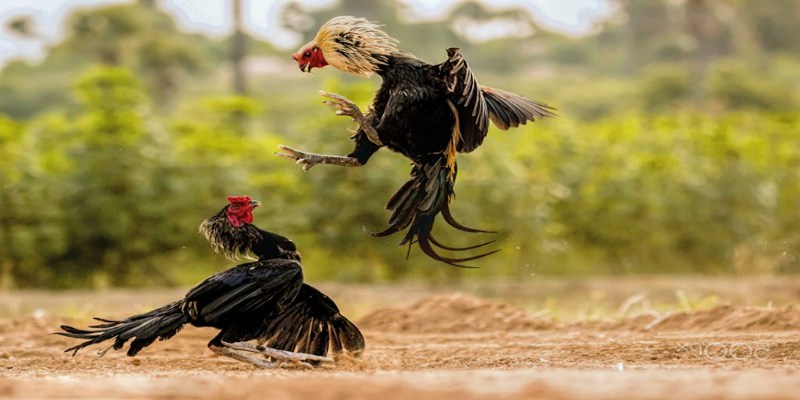 Tìm hiểu đá gà là gì?